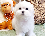 Собаки в Екатеринбурге: Мальчик мальтезе Мальчик, 50 000 руб. - фото 2