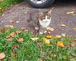 Кошки в Москве: Котенок Пушинка ищет дом Девочка, Бесплатно - фото 7