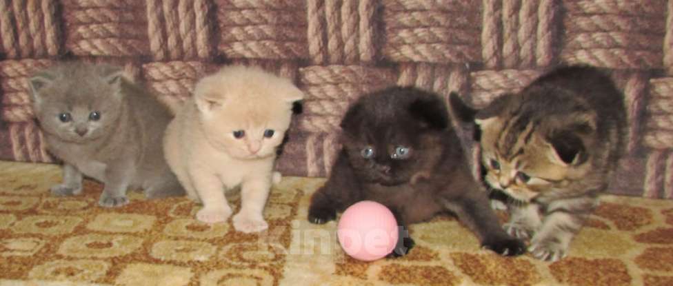Кошки в Санкт-Петербурге: для раннего бронирования Мальчик, Бесплатно - фото 7