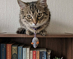 Кошки в Красногорске: Котенок Мелисса в добрые руки Девочка, Бесплатно - фото 8