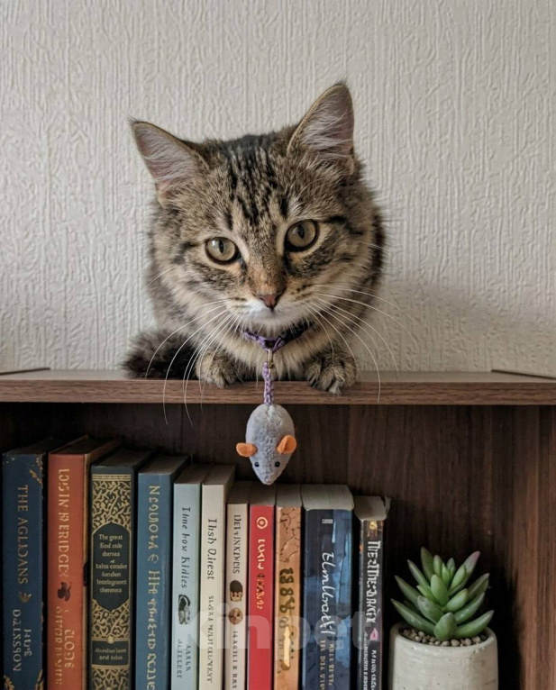 Кошки в Красногорске: Котенок Мелисса в добрые руки Девочка, Бесплатно - фото 8