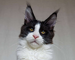 Кошки в Краснодаре: Котята мейн-кун полидакт Мальчик, 40 000 руб. - фото 6