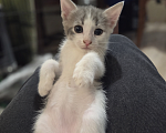 Кошки в Ижевске: котенок в добрые руки Девочка, Бесплатно - фото 1