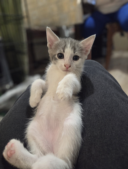 котенок в добрые руки