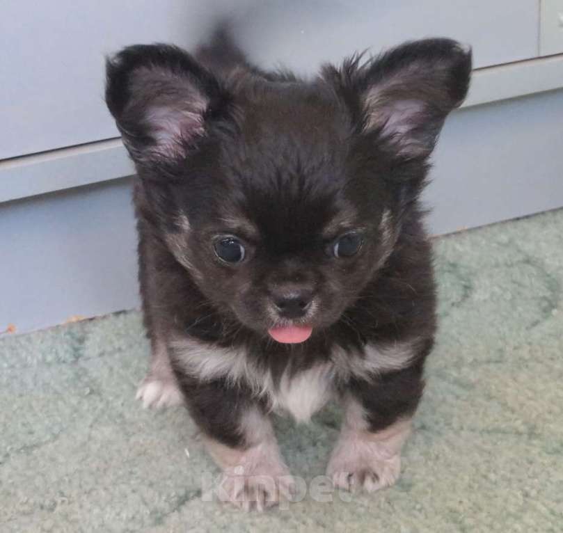 Собаки в Санкт-Петербурге: чихуахуа шоу мальчик Мальчик, 150 000 руб. - фото 6