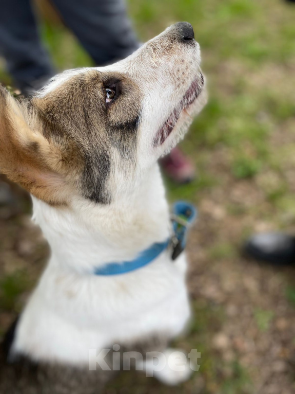 Собаки в Ивантеевке: Щенок ищет дом и своего человека Мальчик, Бесплатно - фото 4