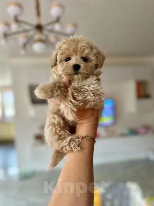 Собаки в Москве: Щеночки Мальтипу f1 девочки и мальчики Мальчик, Бесплатно - фото 5