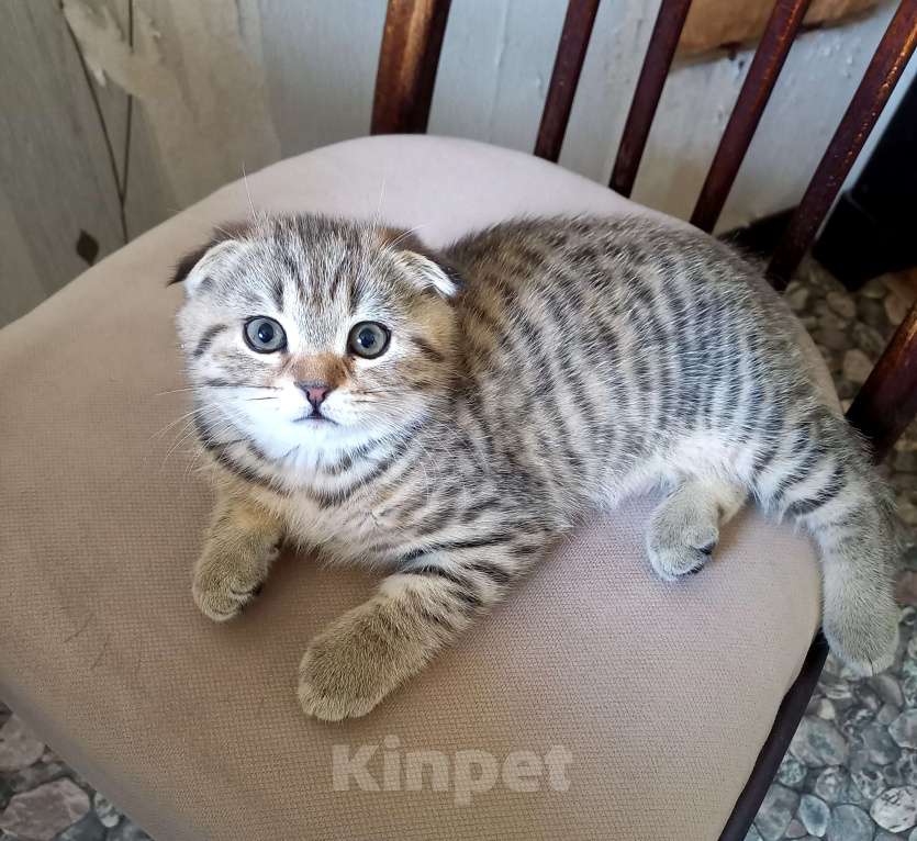 Кошки в Москве: Шотландский вислоухий котёнок  Мальчик, 15 000 руб. - фото 2