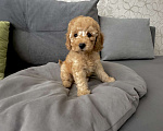 Собаки в Белорецке: Щенки той пуделя Мальчик, 85 000 руб. - фото 2