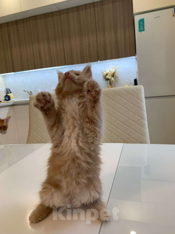 Кошки в Москве: Роскошная девочка мейн-кун крем  Девочка, 50 000 руб. - фото 3