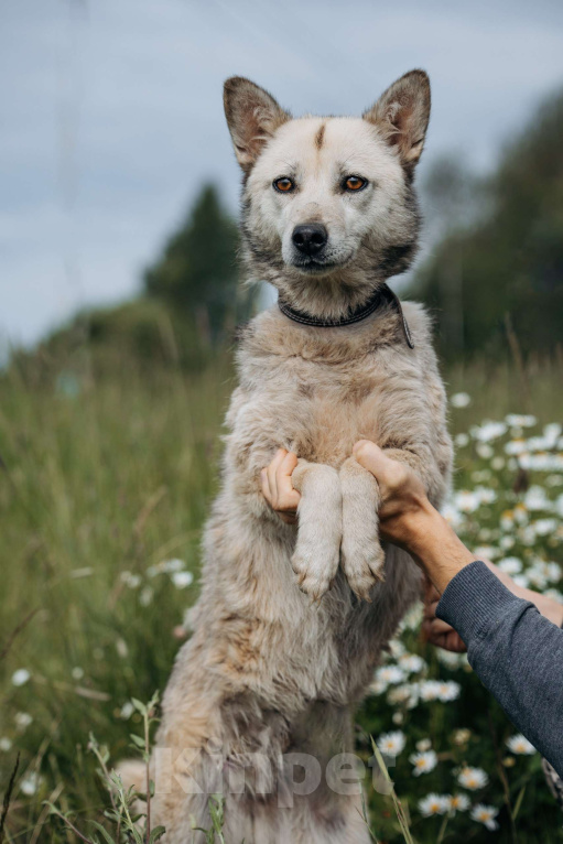 Собаки в Москве: Люси, 2 года. 10 кг в добрые руки Девочка, Бесплатно - фото 3