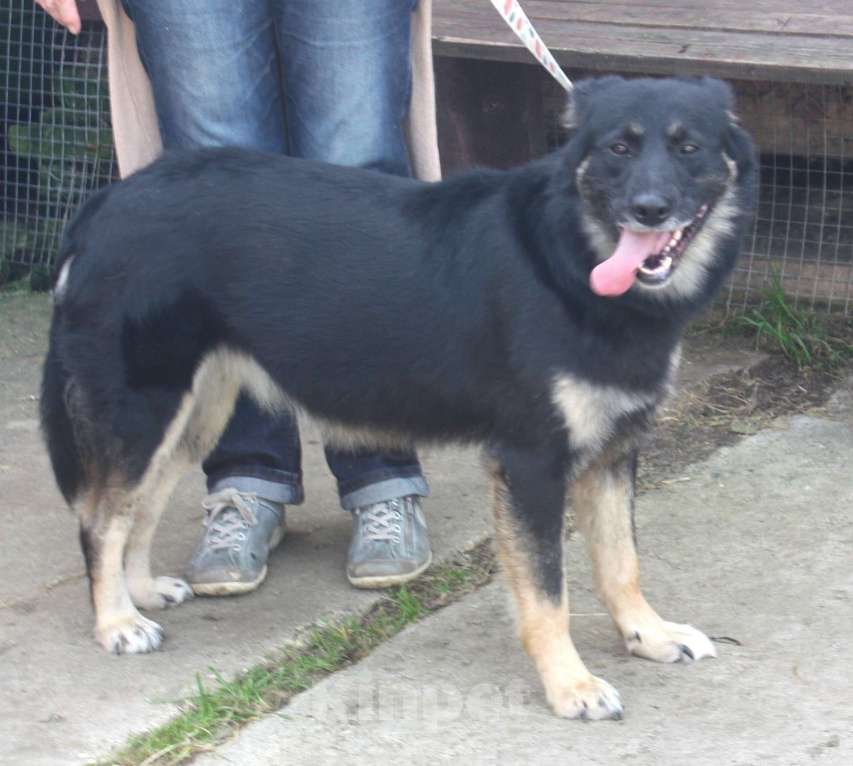 Собаки в Москве: Ласкуша Алиса живет и надеется найти свою родную семью Девочка, Бесплатно - фото 2