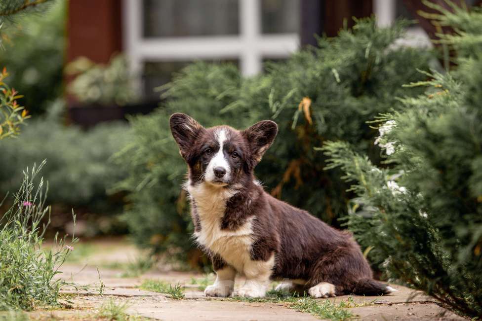 Собаки в Москве: Щенок корги Девочка, 50 000 руб. - фото 7