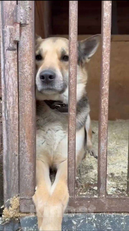 Собаки в Москве: Интеллектуал красавчик  Мальчик, Бесплатно - фото 5