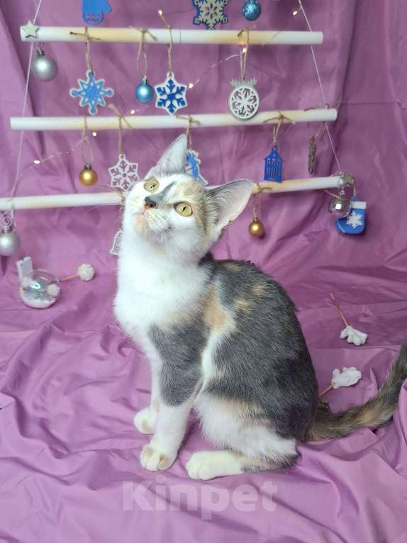 Кошки в Москве: Котёнок трехцветого окраса в добрые руки  Девочка, Бесплатно - фото 8