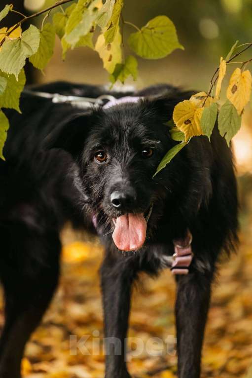 Собаки в Москве: Оскар - принц собачьего мира! Мальчик, Бесплатно - фото 2