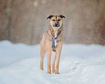 Собаки в Москве: Сади, собака-подросток, которая не умеет любить вполсилы Девочка, Бесплатно - фото 8