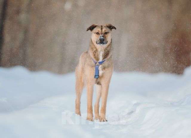 Собаки в Москве: Сади, собака-подросток, которая не умеет любить вполсилы Девочка, Бесплатно - фото 8