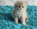 Кошки в Москве: Шотландские котята Девочка, Бесплатно - фото 2