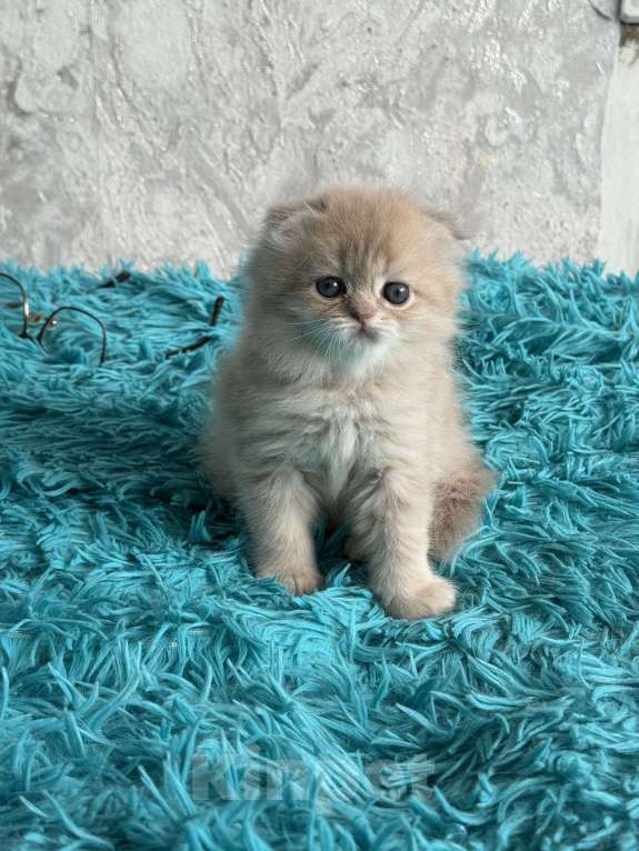 Кошки в Москве: Шотландские котята Девочка, Бесплатно - фото 2