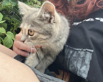 Кошки в Минеральном Воде: Котенок в добрые руки Девочка, Бесплатно - фото 2