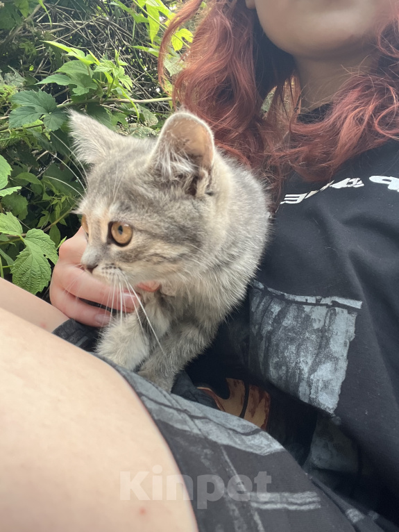 Кошки в Минеральном Воде: Котенок в добрые руки Девочка, Бесплатно - фото 2