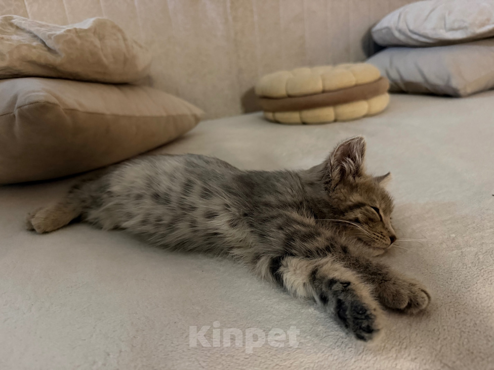 Кошки в Москве: Ищет дом идеальная пушистая кошечка-компаньон! (1.5-2 месяца) Девочка, Бесплатно - фото 7