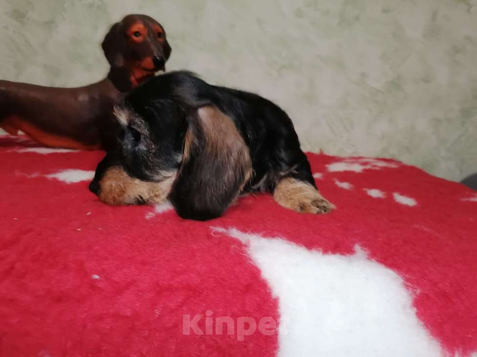 Собаки в Воронеже: Щенок таксы миниатюрной жесткошерстной  Мальчик, 28 000 руб. - фото 2