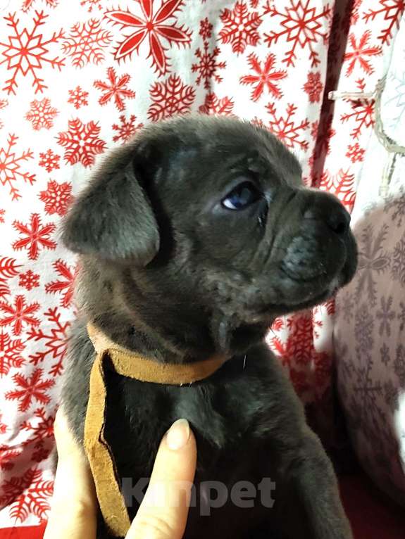 Собаки в других городах Краснодарского края: Кане-Корсо, щенок Девочка, 20 000 руб. - фото 2