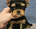 Собаки в Москве: Мальчик йорка мелкий стандарт  Мальчик, 50 000 руб. - фото 2