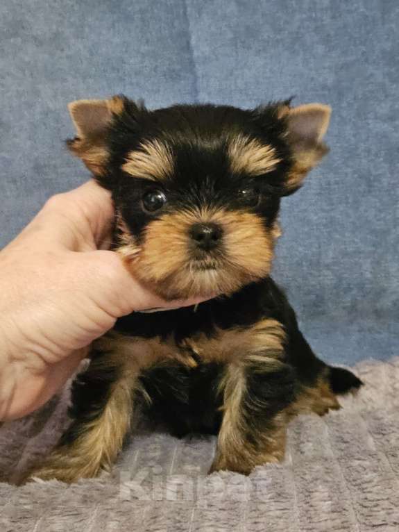 Собаки в Москве: Мальчик йорка мелкий стандарт  Мальчик, 50 000 руб. - фото 2
