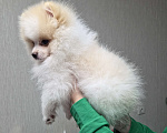 Собаки в Челябинске: Померанский шпиц мальчик Мальчик, Бесплатно - фото 2