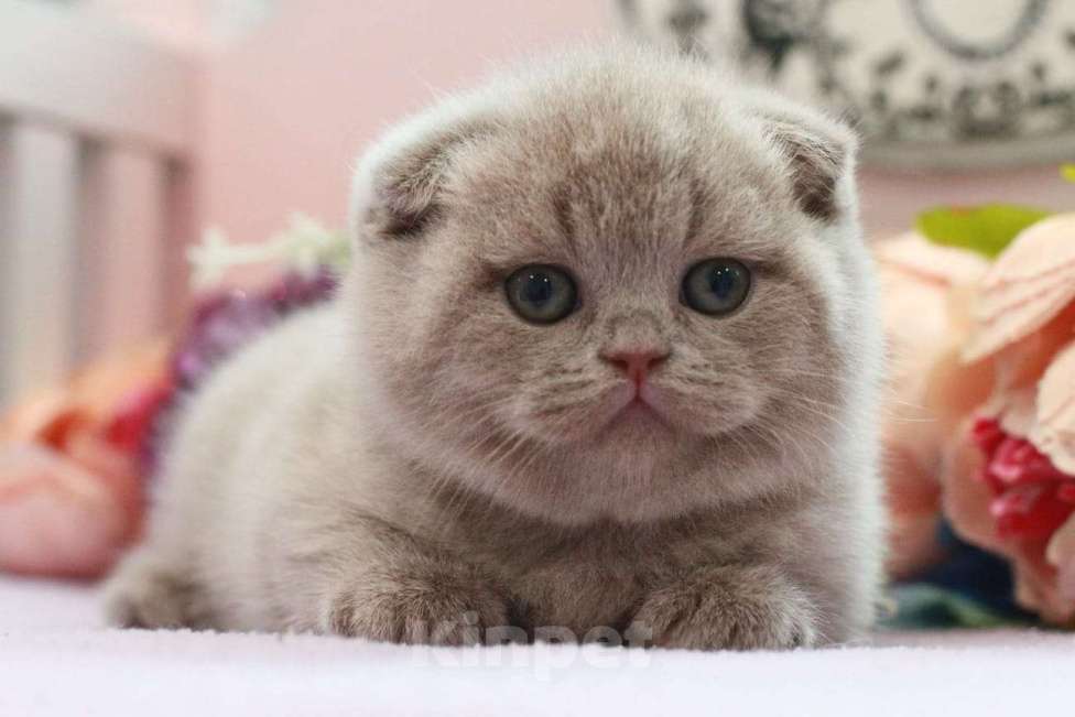 Кошки в Москве: Лиловая девочка  Девочка, 20 000 руб. - фото 3