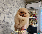 Собаки в Москве: Шпиц померанский девочка медвежонок питомник Ркф Девочка, Бесплатно - фото 2