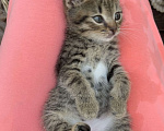 Кошки в Электроуглях: котик Ёжик Мальчик, 1 руб. - фото 3