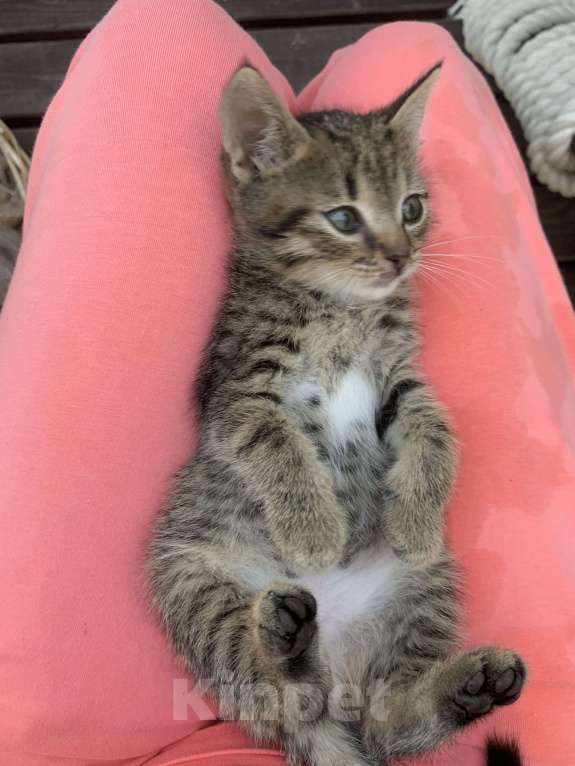 Кошки в Электроуглях: котик Ёжик Мальчик, 1 руб. - фото 3