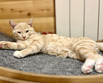 Кошки в Красноярске: 🆘ПОТЕРЯЛСЯ КОТИК! 🐈  Мальчик, 10 000 руб. - фото 3