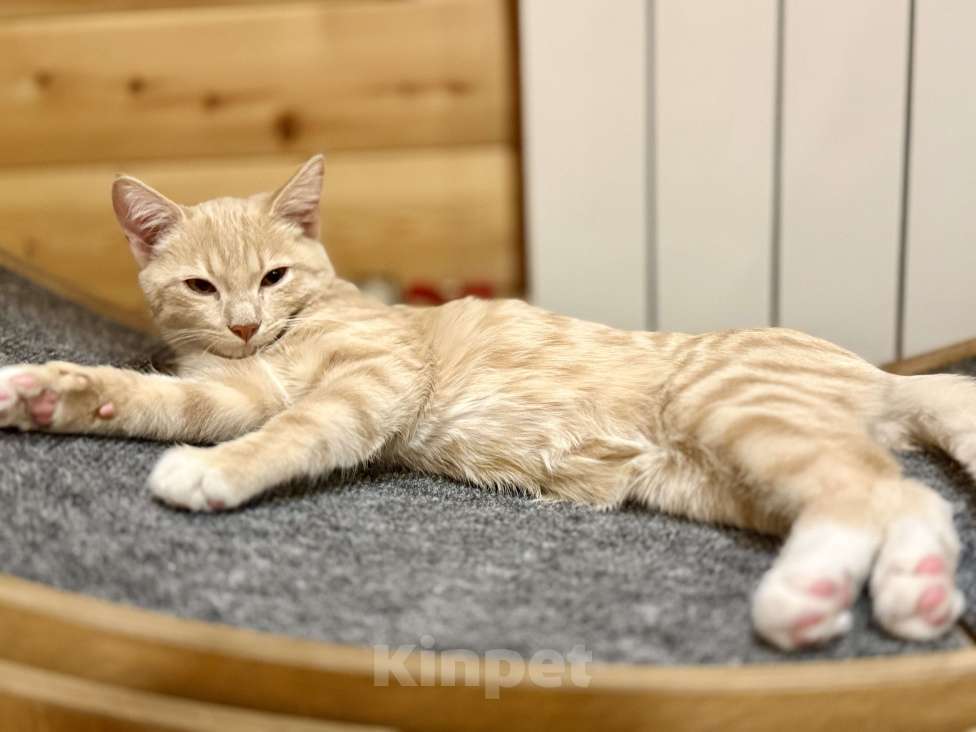 Кошки в Красноярске: 🆘ПОТЕРЯЛСЯ КОТИК! 🐈  Мальчик, 10 000 руб. - фото 3