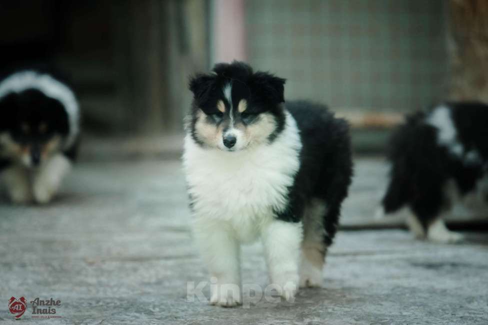 Собаки в Челябинске: Девочка колли  Девочка, Бесплатно - фото 4