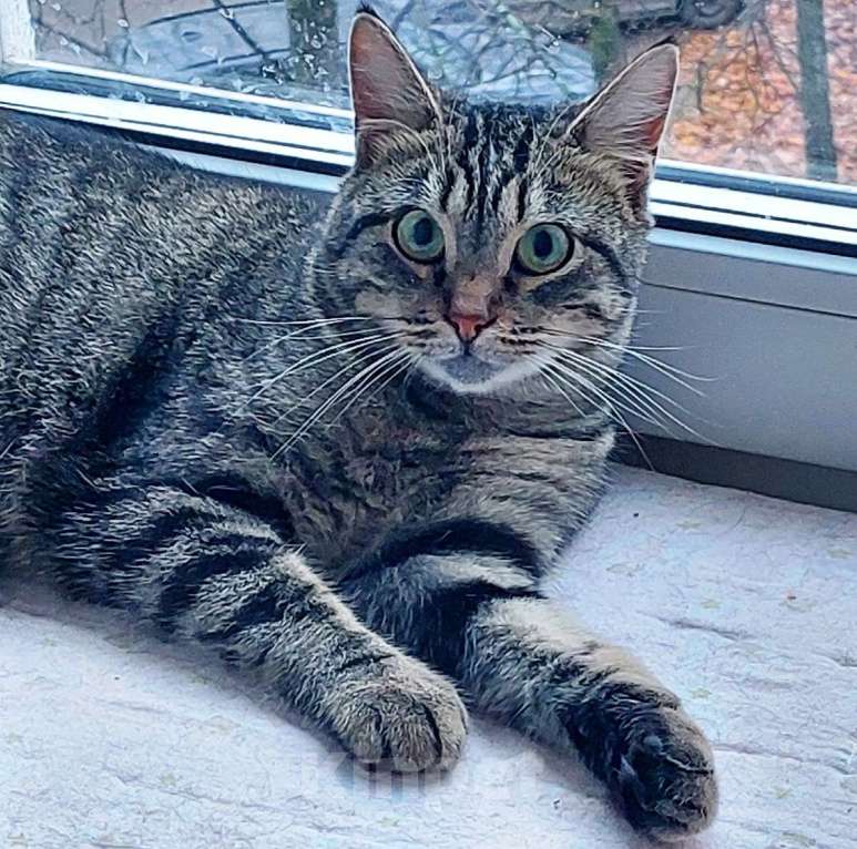 Кошки в Санкт-Петербурге: Красавица Рыся в добрые руки. Девочка, Бесплатно - фото 2