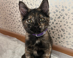 Кошки в Ростове-на-Дону: котенок в добрые руки Девочка, Бесплатно - фото 2