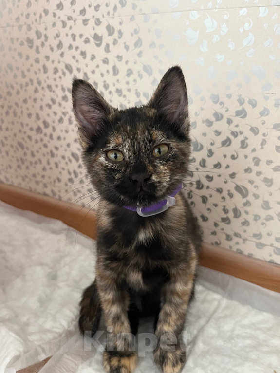 Кошки в Ростове-на-Дону: котенок в добрые руки Девочка, Бесплатно - фото 2