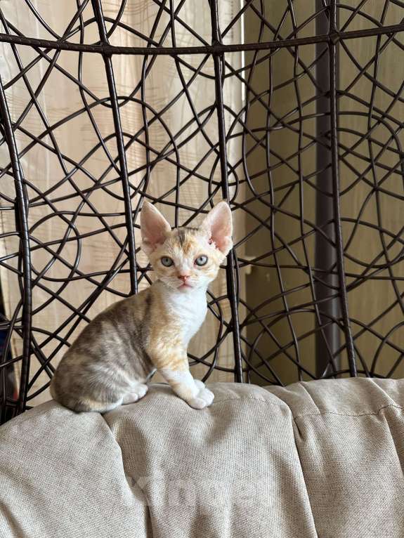 Кошки в Мурином: Demi mur Девочка, 65 000 руб. - фото 2