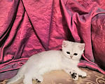 Кошки в Москве: Котята Британской серебристой Шиншиллы Мальчик, Бесплатно - фото 6
