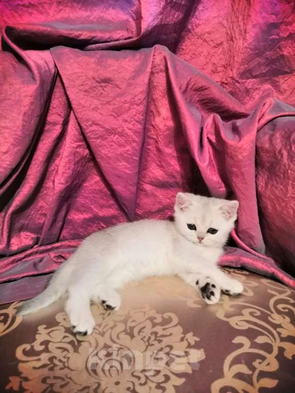 Кошки в Москве: Котята Британской серебристой Шиншиллы Мальчик, Бесплатно - фото 6