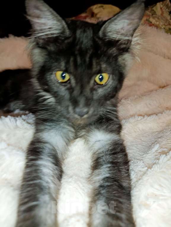 Кошки в Москве: Мейн кун чёрный дым Мальчик, 30 000 руб. - фото 7