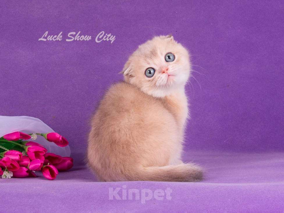 Кошки в Санкт-Петербурге: Голубое золото скоттиш-фолд Мальчик, Бесплатно - фото 2