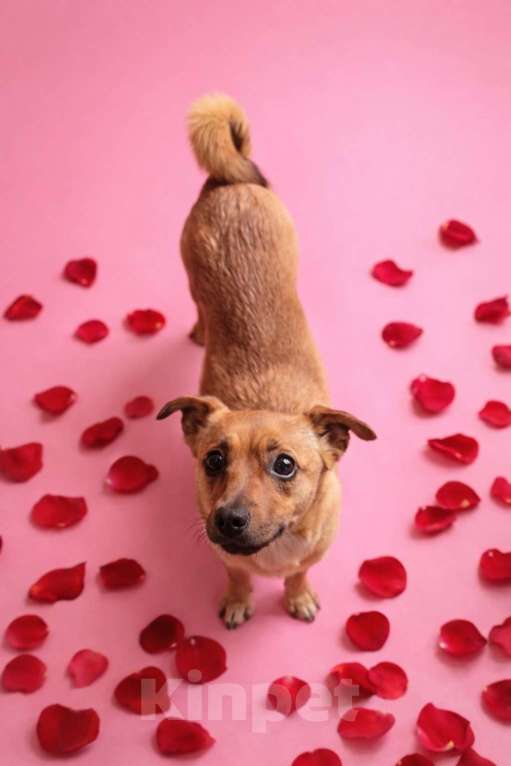 Собаки в Москве: Девочка Нюша ищет дом Девочка, Бесплатно - фото 8