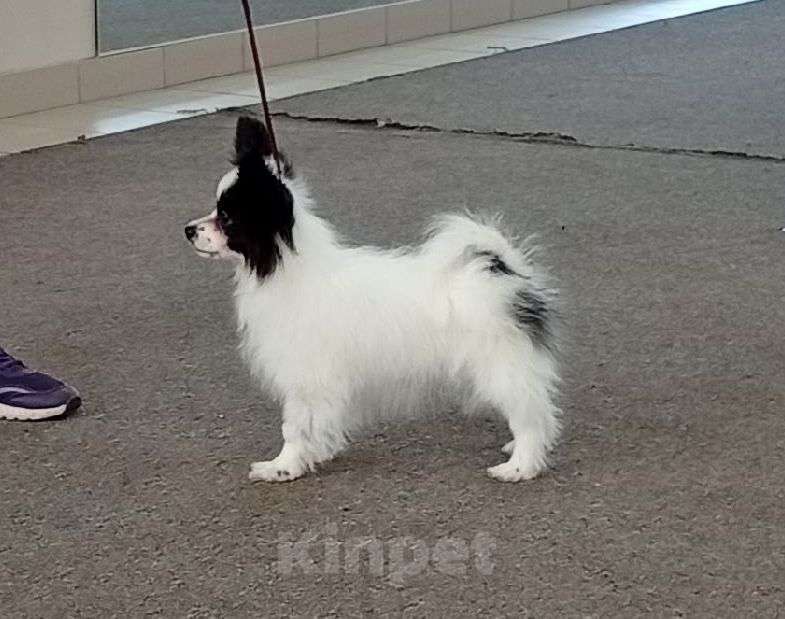 Собаки в Москве: Щенок папийона Мальчик, 80 000 руб. - фото 1