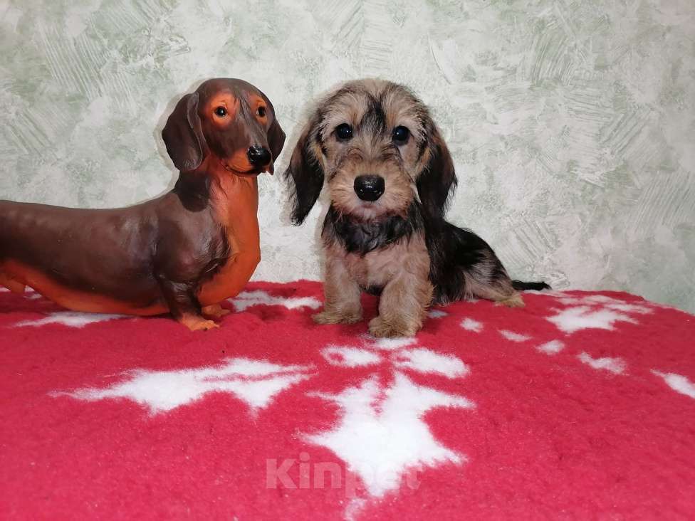 Собаки в Воронеже: Щенок таксы миниатюрной жесткошерстной  Девочка, 45 000 руб. - фото 3